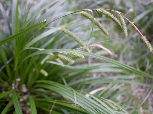 Carex forsteri (Carex forsteri)
