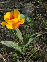 Tulipa greigii