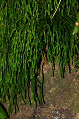 Phlegmariurus billardierei