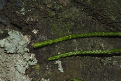 Phlegmariurus billardierei