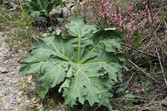 Megacarpaea orbiculata