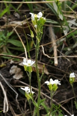 Arabis tianschanica