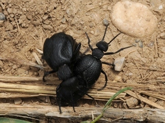 Meloe cicatricosus