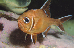 Trachichthys australis