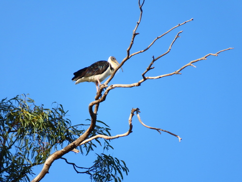 Straw-necked Ibis