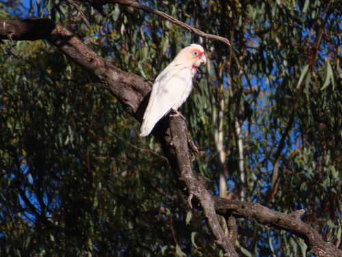 Long-billed Corella