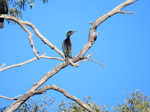Little Black Cormorant