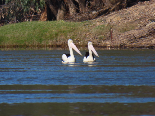Australian Pelican