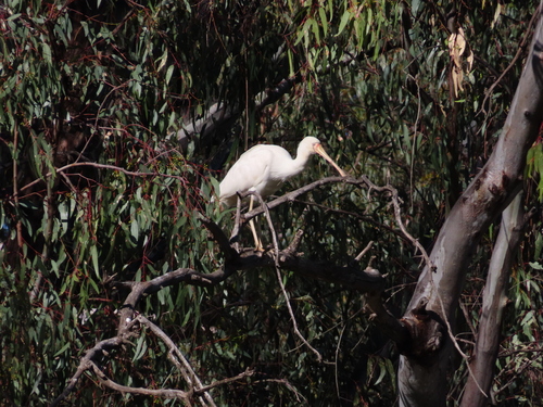 Yellow-billed Spoonbill