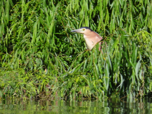 Nankeen Night Heron