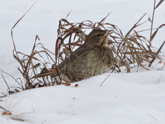 Turdus atrogularis × ruficollis