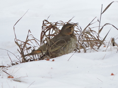 Turdus atrogularis × ruficollis