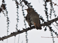Turdus atrogularis × ruficollis