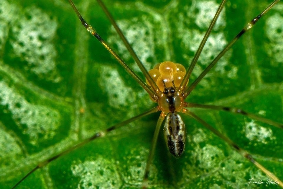 Tainonia