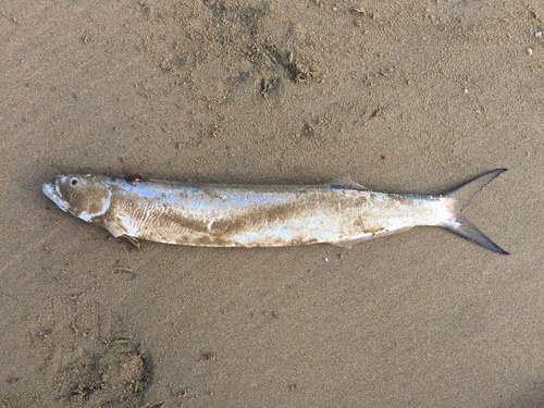 Dorab Wolf Herring (Chirocentrus dorab) · iNaturalist