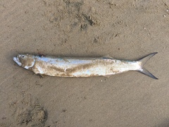 Dorab Wolf-Herring photo 3
