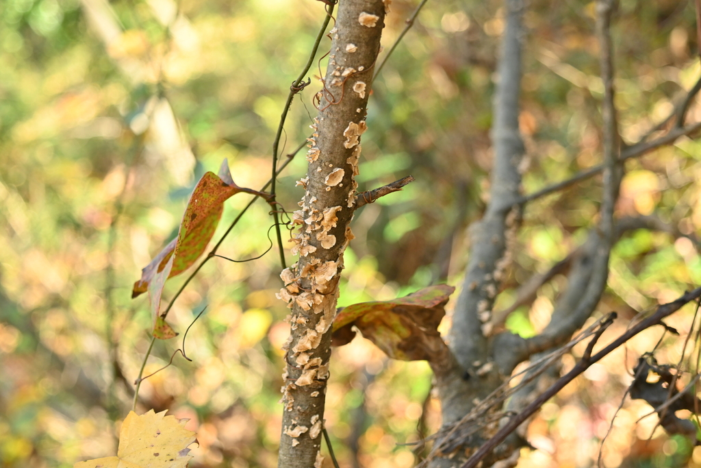 Stereum complicatum · November 2025 · photo: © merkertgrace (iNaturalist, cc-by)