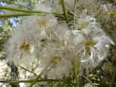 Clematis afoliata