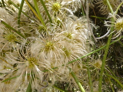 Clematis afoliata