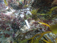 Hypselodoris capensis