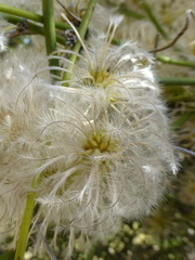 Clematis afoliata