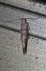 Anatrachyntis rileyi