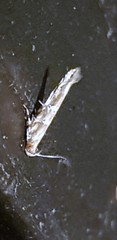 Anatrachyntis rileyi