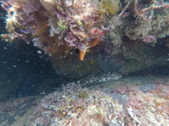 Haploblepharus pictus