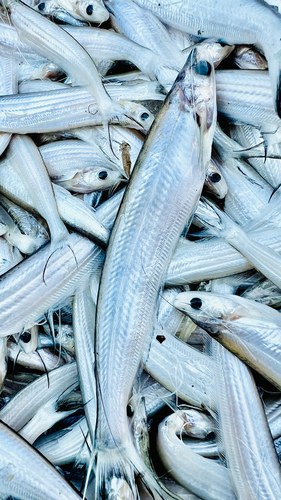 Ailiichthys punctata