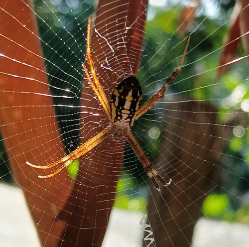 Argiope dang