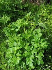 Aegopodium tadshikorum