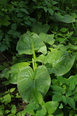 Arum korolkowii