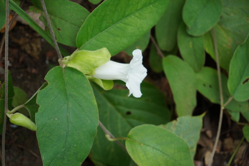 Argyreia breviscapa, 2019-09-07