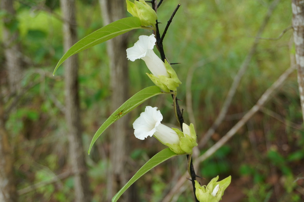 Argyreia breviscapa (Argyreia breviscapa)