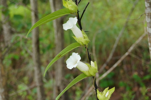 Argyreia breviscapa