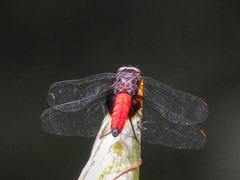 Hadrothemis defecta
