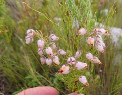 Erica oxyandra