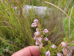 Erica oxyandra