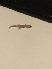 Phyllodactylus unctus