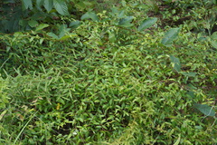 Blinkworthia lycioides