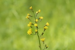 Crepis praemorsa