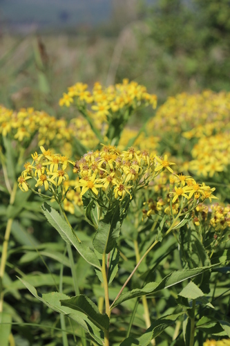 Saracen's Woundwort (Senecio sarracenicus)