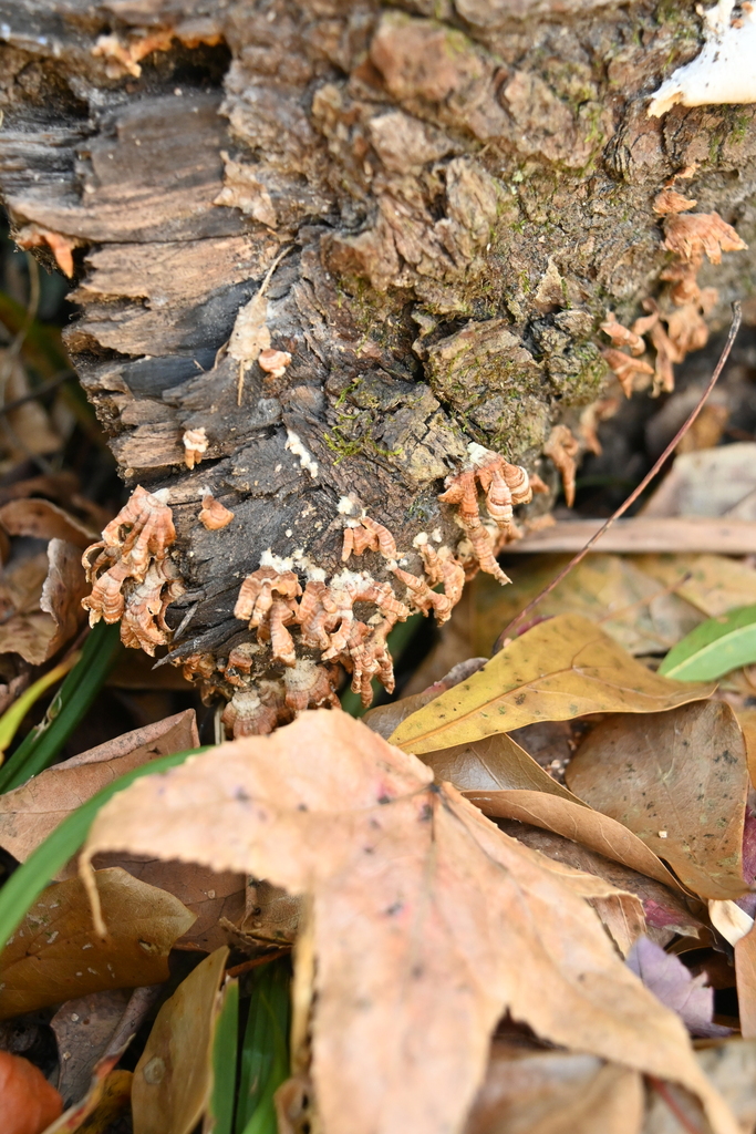 Stereum complicatum · November 2025 · photo: © merkertgrace (iNaturalist, cc-by)