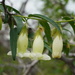 Argyreia leucantha - Photo (c) Moss Natthaphong, alguns direitos reservados (CC BY-NC), uploaded by Moss Natthaphong