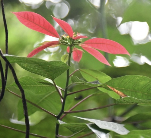 Poinsettia