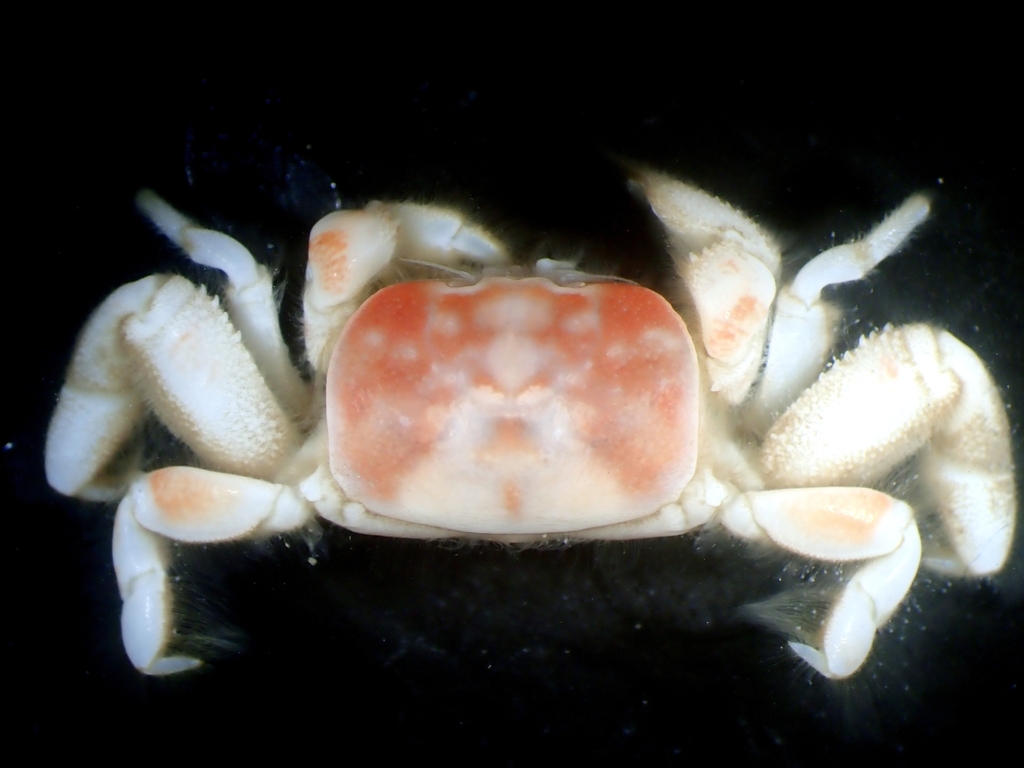 Hexapodidae