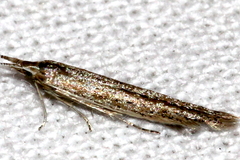Coleophora squamosella