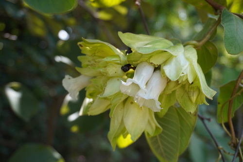 Argyreia breviscapa, 2019-09-23