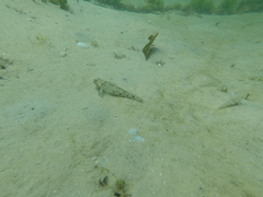 Caffrogobius nudiceps