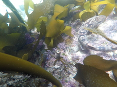 Haploblepharus pictus